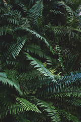 Fototapeta na wymiar Tropical foliage green dark background