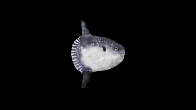 Sunfish Swim, animation.Full HD 1920&times;1080.8 Second Long.Transparent Alpha video.LOOP.