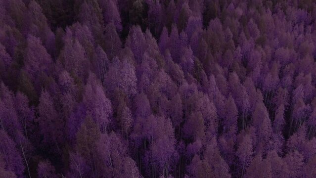 Fantasy autumn purple forest in Ural, Russia. Beautiful autumn nature landscape at during daytime. Aerial view from a drone