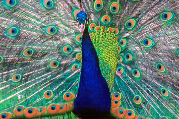 Peacock