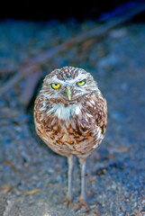 Burrowing Owl