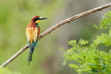 Rear view of European Bee-Eater (Merops apiaster) perched on tree branch, Gerolsheim, Germany
