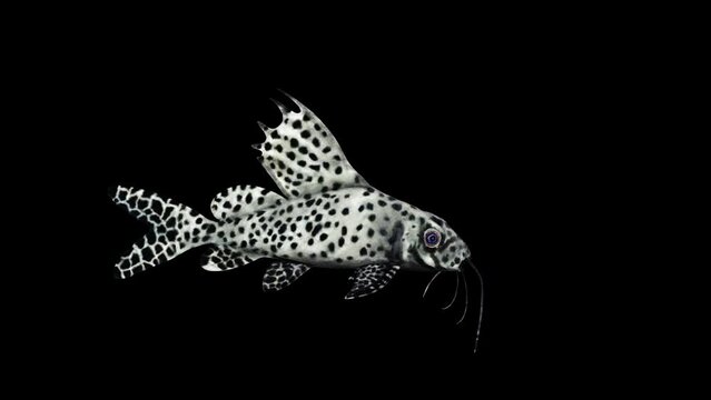 Synodontis Eupterus Fish animation.Full HD 1920×1080.6 Second Long.Transparent Alpha video.LOOP.