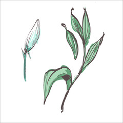 Lily flower bud and leaves details in black and white line colored graphic.