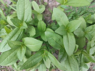 Fototapeta premium fresh leaves plant