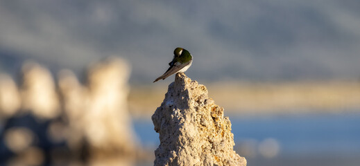 Small Bird sitting on Tufa Rock at Mono Lake, Lee Vining, California, USA.