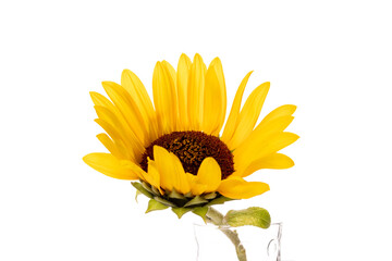 One yellow sunflower isolated on white background