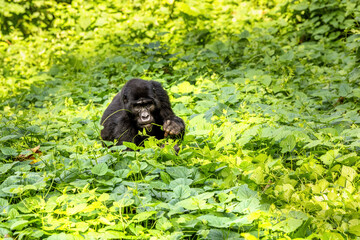 Adult mountain gorilla, gorilla beringei beringei, grazing the lush shrubs of the Bwindi Impenetrable Forest, a World Heritage site. Part of the Muyambi family grounp.