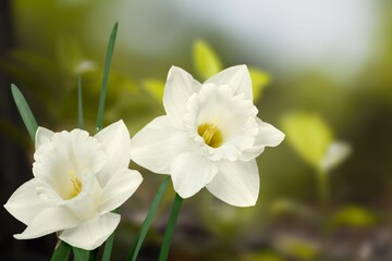 Obraz premium Fresh flowers in the garden, green background
