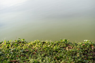  grass on the river bank in the city
