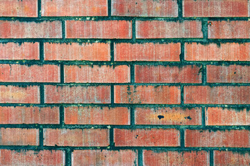 Obraz premium vintage moldy brick wall stained closeup retro style weathered mold surface aged bricks