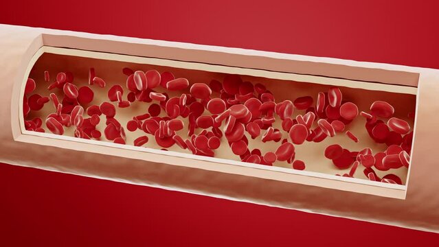 Red blood cells flow inside an artery, cross section artery view. Healthy blood flow. Medical scientific concept. Professional 4K 3D Animation.