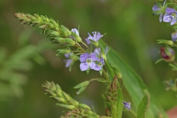Blauer Wasser-Ehrenpreis (Veronica anagallis-aquatica)