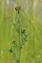 Fototapeta premium Raupen des Jakobskrautbären (Tyria jacobaeae) an Jakobskreuzkraut (Senecio jacobaea).