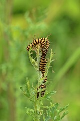 Raupen des Jakobskrautbären (Tyria jacobaeae) an Jakobskreuzkraut (Senecio jacobaea).