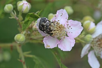 Paarung des Trauer-Rosenkäfers (Oxythyrea funesta) auf  Brombeerblüte