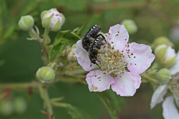 Paarung des Trauer-Rosenkäfers (Oxythyrea funesta) auf  Brombeerblüte