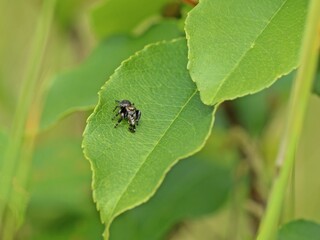 Männliche Schwarze Springspinne (Evarcha arcuata)