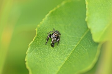 Männliche Schwarze Springspinne (Evarcha arcuata)