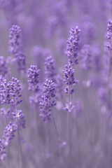 Blooming fragrant lavender flowers on a field..