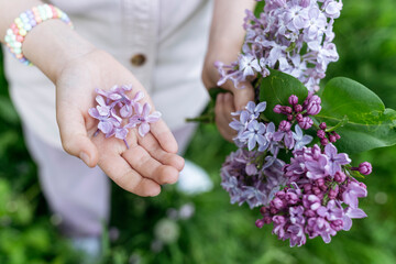 Fototapeta premium Flowers and branches of purple lilac in the hands of a girl.