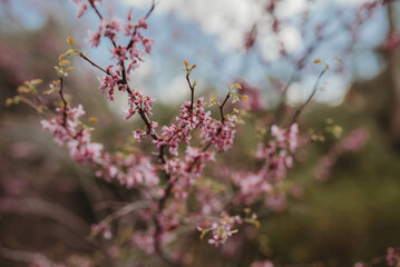 Purple flowers growing on a tree