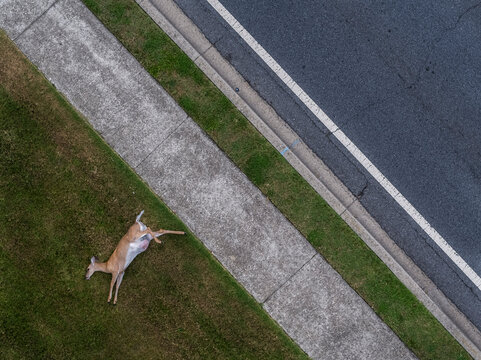 Deer Road kill in Stone Mountain, Georgia