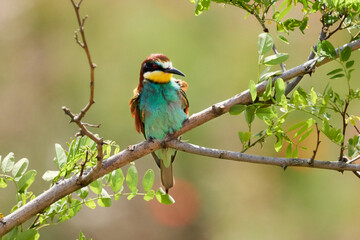 European Bee-Eater (Merops apiaster) sitting on tree branch in green nature