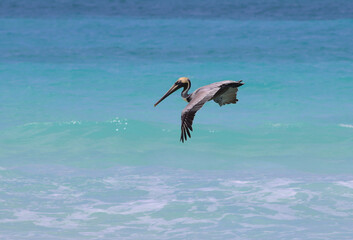 Pelican hunting on the sea in Cayo Santa Maria, Cuba