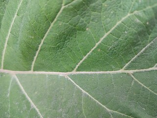 leaf texture green