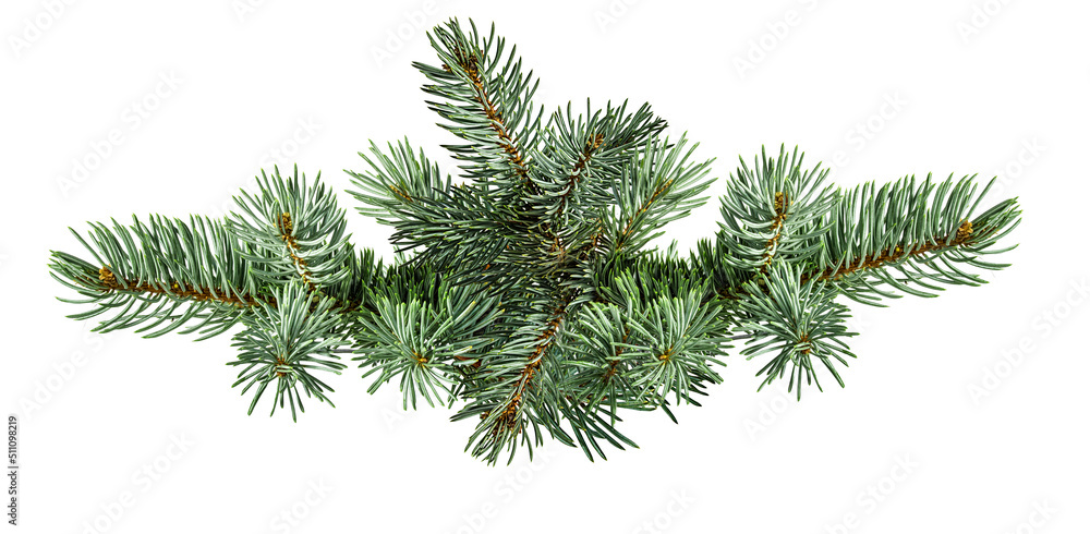 Wall mural fir tree branch isolated on white background