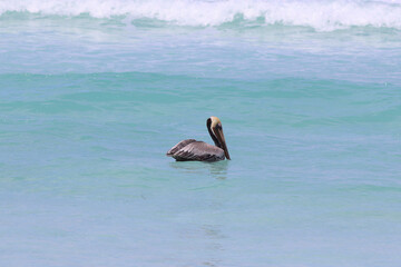 Pelican hunting on the sea in Cayo Santa Maria, Cuba