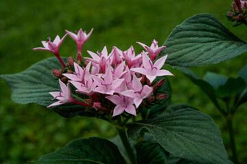 Pink flowering Penta plant growing outdoors. Also referred to as Egyptian stars 