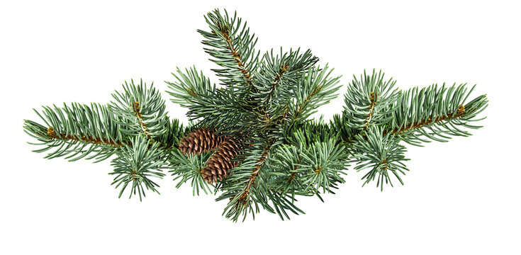 Brown pine cone on white background with clipping pass