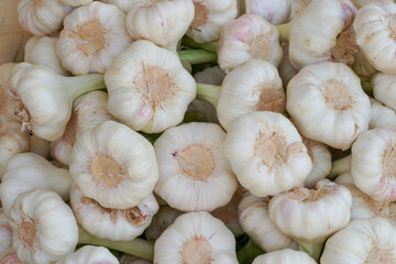Knoblauch