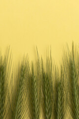 Fresh green wheat ears on a yellow background.