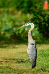 A great blue heron at Kenilworth Aquatic Gardens in Washington, DC.