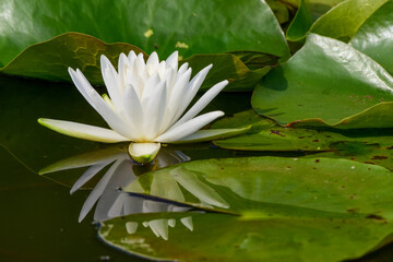 A white water lili blooms in a pond at Kenilworth Aquatic Gardens in Washington, DC.