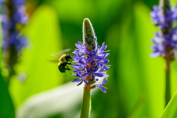 A bumble bee collects pollen at Kenilworth Aquatic Gardens in Washington, DC.