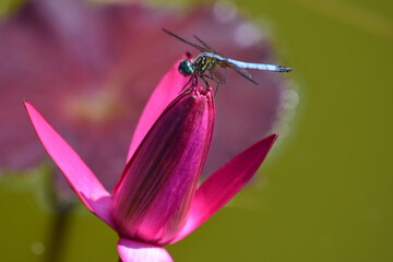 A blue dragonfly sits on a magenta colored flower at Kenilworth Aquatic Gardens.