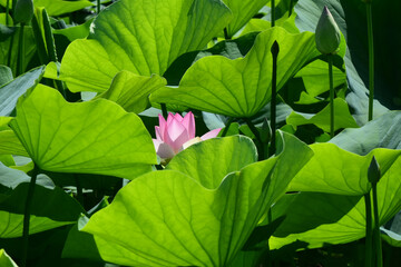 A glowing pink lotus blossom seems to hide among enormous lotus leaves at Kenilworth Aquatic Gardens in Washington, DC..

