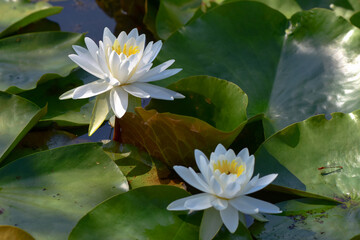 Two white water lilis bloom in a pond at Kenilworth Aquatic Gardens in Washington, DC.