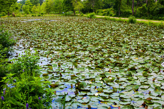 Large pond seems to be carpeted with water lilis at Kenilworth Aquatic Gardens in Washington, DC.