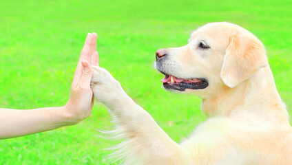 Golden Retriever dog giving paw to hand high five owner woman on the grass training in the park