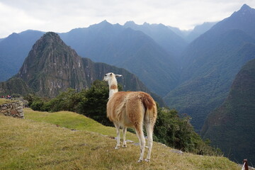 PAISAJE CON LLAMA