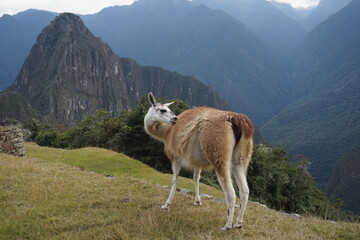 PAISAJE CON LLAMA