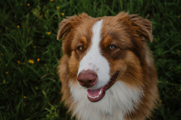 Happy puppy aussie red tricolor sits in grass in summer, top view. Close up portrait of young Australian Shepherd dog of brown color with white chest and stripe on head.