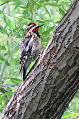 Red-naped Sapsucker