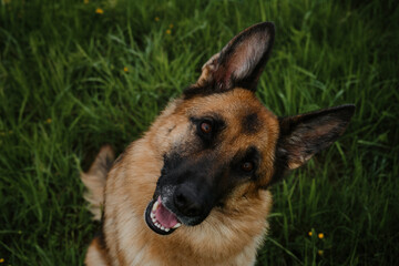 A thoroughbred dog in park sits and smiles, tilting head in pose of attention. Portrait of German shepherd of black and red color close-up on background of green grass in summer, top view.