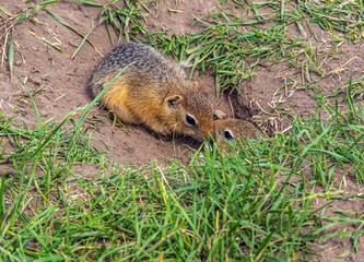 Two gopher cubs are playing on the lawn. Close-up
